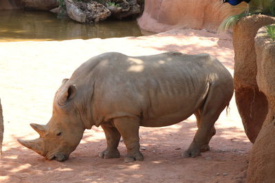 Side view of rhinoceros at zoo