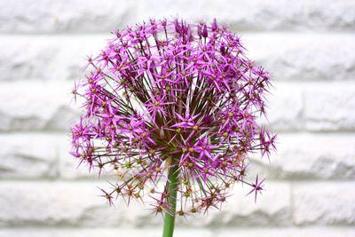 Close-up of purple flower