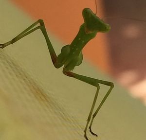 Close-up of plant against blurred background