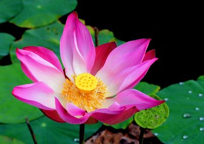 Close-up of pink lotus water lily
