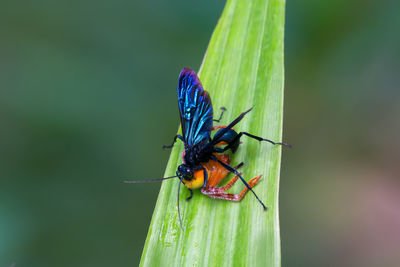 Close-up of insect on blade of grass