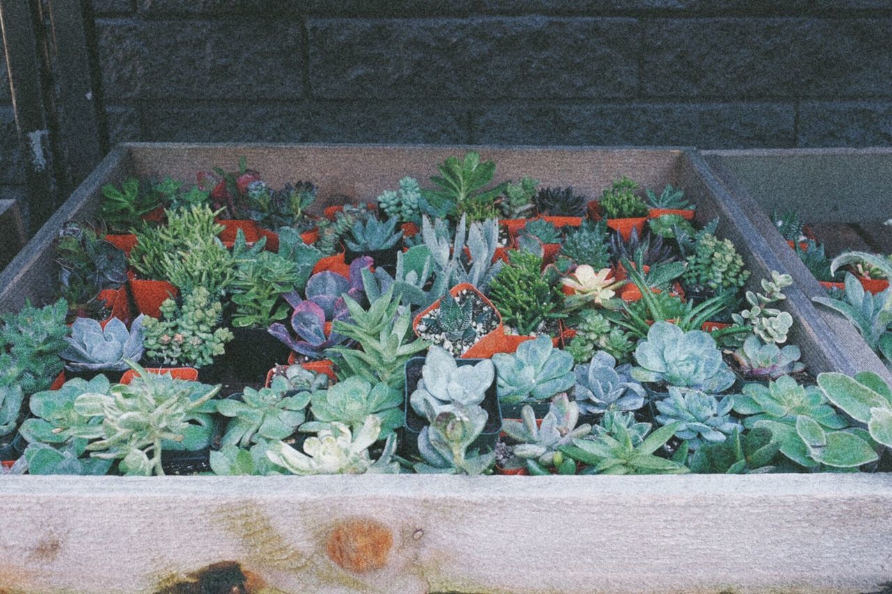 plant, leaf, growth, potted plant, high angle view, flower, green color, freshness, nature, growing, fragility, outdoors, day, wall - building feature, no people, abundance, front or back yard, flower pot, ivy, beauty in nature