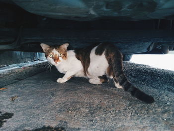 Portrait of cat relaxing outdoors