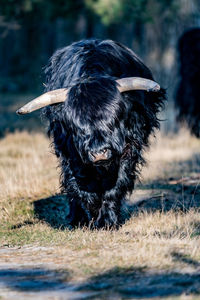 Close-up of black highland cattle on field