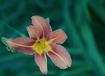 Close-up of day lily blooming at park