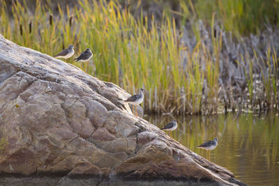 Row of greater yellowlegs standing on rock in a pond