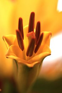 Close-up of yellow flower