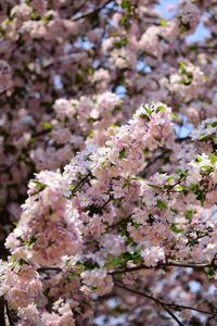 Close-up of flowers blooming on tree