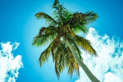 Low angle view of palm tree against blue sky