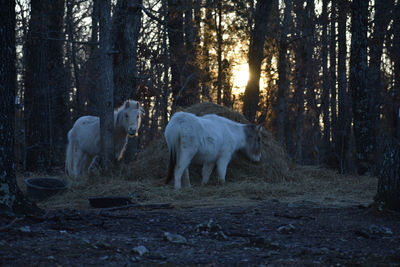 Horses in a forest