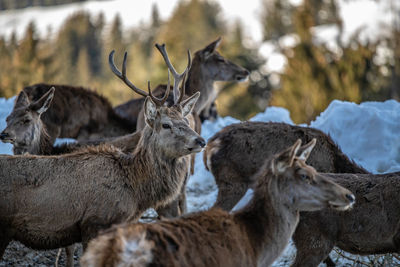 Deer in a field