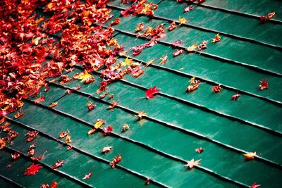Full frame shot of autumn leaves