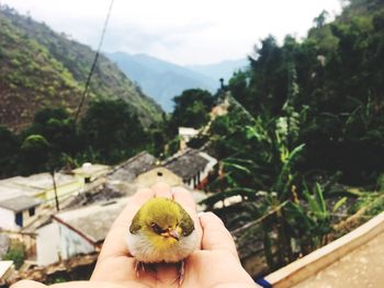 Person holding bird on palm against mountains