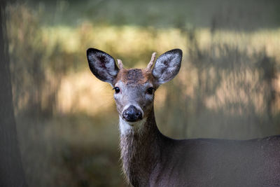 Young whitetail buck with a broken antler in the poconos, pennsylvania