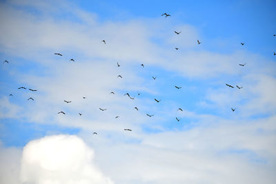 Low angle view of birds flying in sky