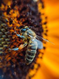 Close-up of bee pollinating on flower