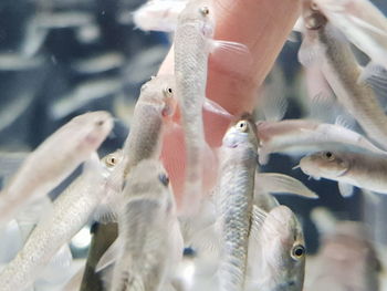 View of fish in sea