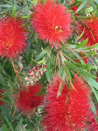 Close-up of red flowers