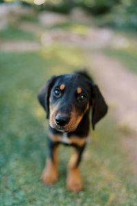 Close-up of dog