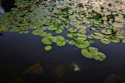 Water lily in lake