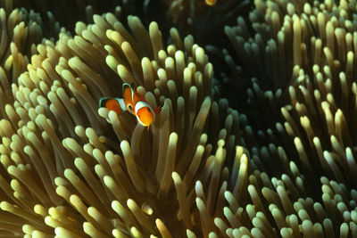 Coral reef on andaman islands