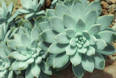 Close-up of succulent plant
