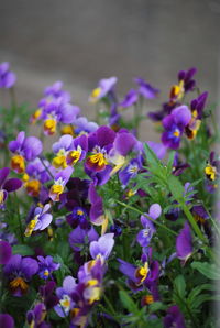 Close-up of purple flowers blooming outdoors