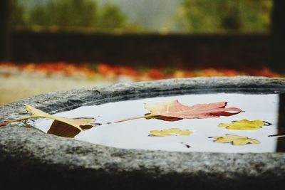 Close-up of maple leaf floating on water