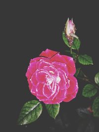 Close-up of pink roses