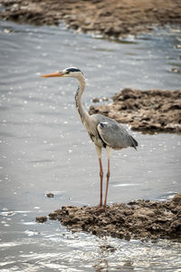 Grey heron stands beside river on shingle