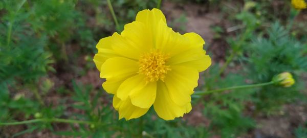 Close-up of yellow flowering plant