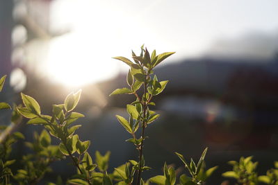 Close-up of plant growing outdoors