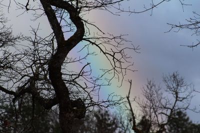 Low angle view of bare trees against sky