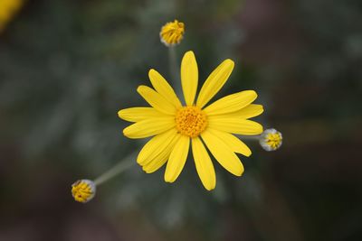 Close-up of yellow flowering plant