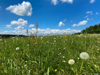 Scenic view of grassy field against sky