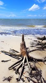 Driftwood on sand at beach against sky