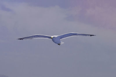 Low angle view of seagull flying in sky