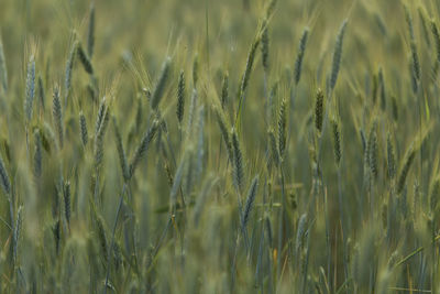 Close-up of stalks in field