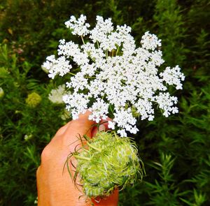 Close-up of hand holding flowers