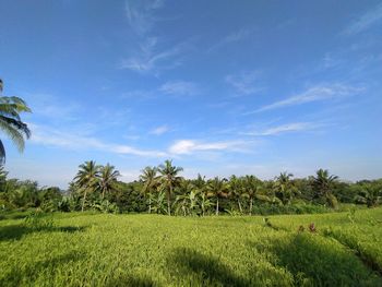 Scenic view of field against sky