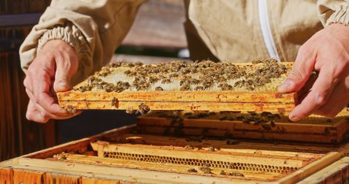 Macro shot of bees producing honey