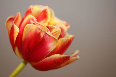 Close-up of red rose against white background