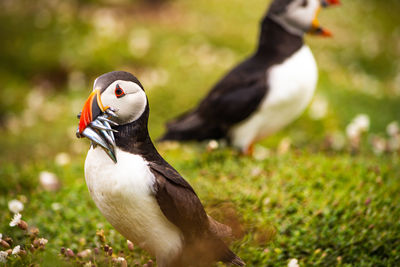 Puffin with
