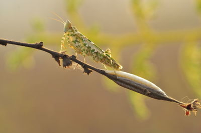 Close-up of insect on flower