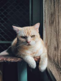 Close-up portrait of cat relaxing outdoors