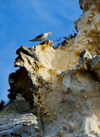 Low angle view of bird perching on rock