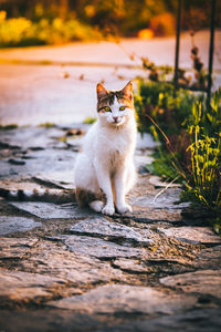 Portrait of cat on cobblestone