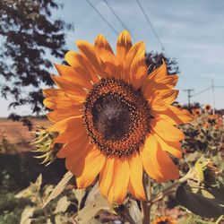 Close-up of sunflower on field