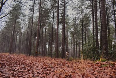 Trees in forest during autumn