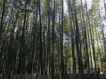Low angle view of bamboo trees in forest